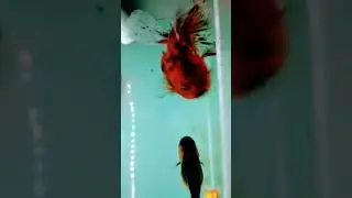 feeding time #goldfish #goldfishtank #fishhobby #goldfishhobby #hobby #ranchu #oranda  #shorts