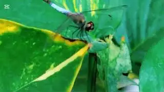 Insect macro videography.