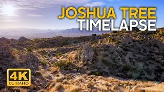 Tranquil Sunrise Soundscape of the California Desert