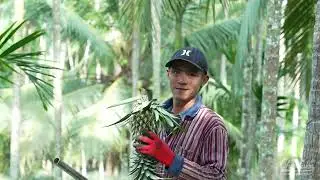 Pineapple Farm - The Finest and Freshest Fruits For Drying | Cheer Farm