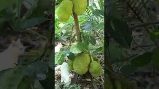 Small jackfruit tree with lot of Jack fruits #fruits #tree #nature