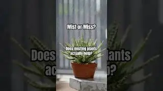 Does misting plants actually help raise the humidity? 🤔🪴 #plantcare #plants #houseplants #shorts