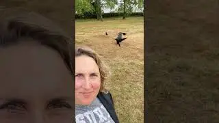 🖤🦅 Why You Should NEVER Cross A Crow 🚫👤 #crow #corvids #crowbuddy #crows