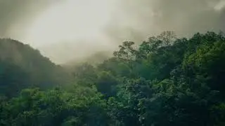 Jungle sound effects | Jungle stock video HD