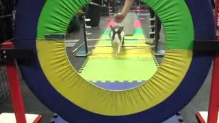 Edmonton Pet Expo - Side by Side Race, Kia vs BrandyWine 1