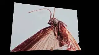 Food moth