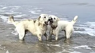 Daily routine of feeding stray dogs on the beach 81 | StreetDogsCH