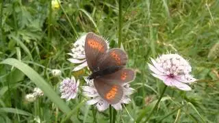 Erebia melampus (Moir&eacute; des p&acirc;turins) femelle butine Grande Astrance