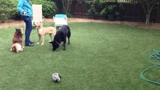 Outdoors food impulse control other dogs eating from the ground