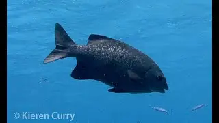 Snubnose Drummer - Kyphosus cinerascens