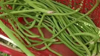 Farmer Harvesting Cut long bean, And Wax gourd Vegetable in Vegetable Farm.