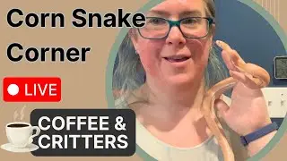 Coffee and Critters: Corn Snake Corner