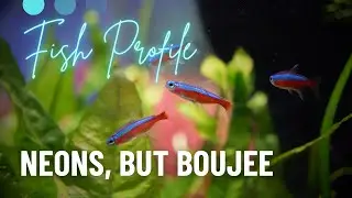 Cardinal Tetras &ndash; Beginner Care Guide (They&rsquo;re NOT Neons!)