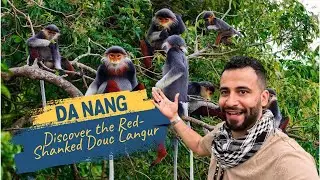 Da Nang &ndash; Discover the Red-Shanked Douc Langur