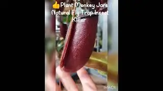 Plant Monkey Jars Natural Fly Trap Insect Killer #shorts  #trending #viral #video #plant