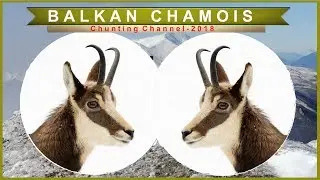Divi Kozi na Sar Planina/Balkan Chamois