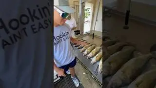 Great day Lake Erie walleye fishing, reaching a 3 man limit #fishing #catchandcook