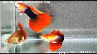 GUPPY TUXEDO RED БЕРЛИНЦЫ - 5 месяцев