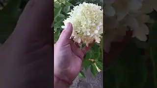Покупочки🔥новые для меня растеши🪴и конечно же пополнение моей коллекции 🌸мет.гортензия 🪴не устояла🙈🌼
