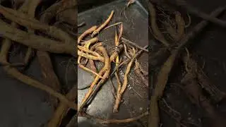 Порошок корня одуванчика, он же одуванчиковый кофе
