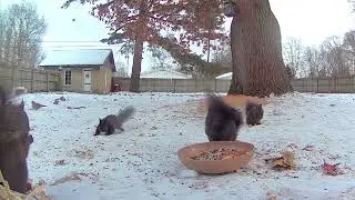 Eastern Gray squirrel, Black squirrels 