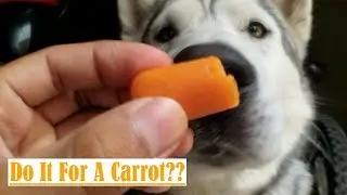Stubborn Husky WITH Treats Vs. WITHOUT Treats Obedience Level!