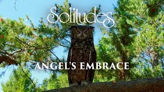 Dan Gibson&rsquo;s Solitudes - Angels of the Night | Angel's Embrace