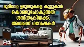 ഉറുമ്പുകൾ പരുക്കേറ്റവയ്ക്ക് ആന്റിബയോട്ടിക് നൽകും, മാറിയില്ലെങ്കിൽ ശസ്&zwj;ത്രക്രിയ നടത്തും Ants Surgery