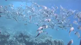 Южноазиатская скумбрия. Makrele .Indian mackerel..DSCF9691