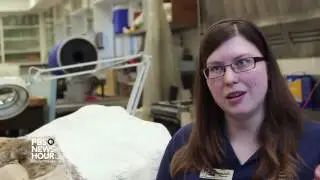 Channel Islands pygmy mammoth skull could provide insight into evolution of species
