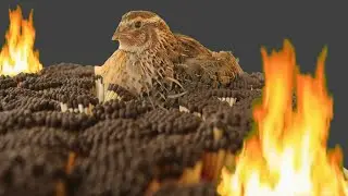 10000 matches vs bird fire experiment, how to match stick fire with bird