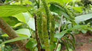 long Honey Mulberry  high yielding variety 7075858499_7095858499 call me plant's Courier