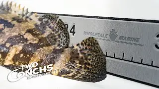 How to fish the wrecks in Florida Bay & Ocean for GROUPER & SNAPPER | Two Conchs Online TV/Episode 8