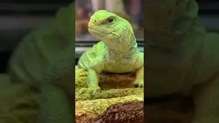 Uromastyx #reptile #fyp #explore #snake #uromastyx  #pets #shorts #reels