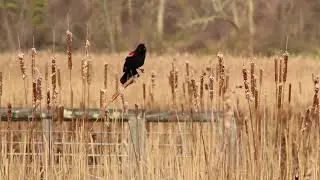 red-wing blackbird call