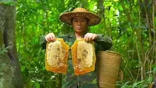 A series of days of solo survival - Gathering wild honey, catching fish, searching for wild food