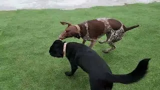 Remi and Czarny fun