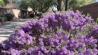 Arizona Bee Beauty