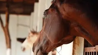 Commercial Reels | Brego & Hecter (Equestrian Management Company) | By KSK FILM WORKS.
