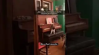 Interstellar cat meme #ytshorts #pianocover #cat