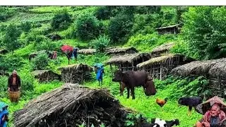 himalaya mountain  village  life in npali