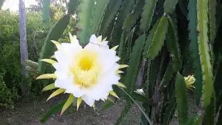 Plantio de Pitaya - S&iacute;tio Sawada