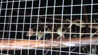 Spotted-tail Quoll