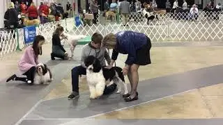Junior Novice Dog Show