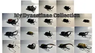 Bộ Sưu Tập Bọ C&aacute;nh Cứng Của T&ocirc;i ( Phần 2)| My Dynastinae Collection ( Part 2)