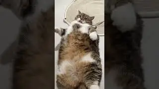 DuangDuangDuang Piggy butt #Big Fat cat#Show off cats#Furry child#Gas cylinder