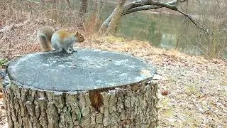 Gray Squirrels - Stay active all winter and do not hibernate #wildlife #squirrels  #birdwatching  