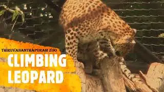 Leopard | Thiruvananthapuram Zoo