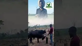 Hand push Maize Planter and motivations |CHIMASAFARMS |FARMLIFE ECCT.  #farming #agriculture #duet