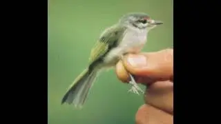 Phylloscartes superciliaris